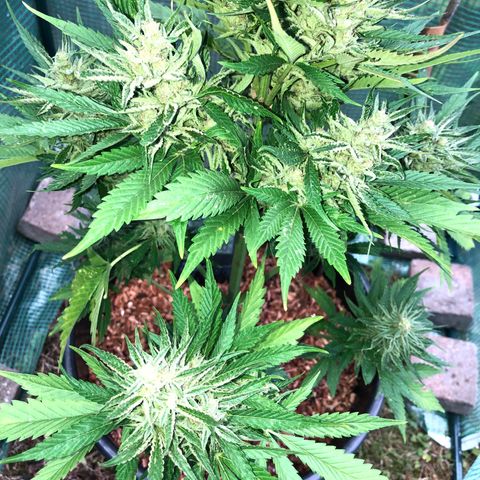 Hulk Berry growlog timeline photo