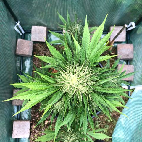 Hulk Berry growlog timeline photo