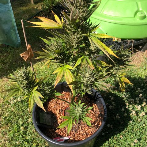 Hulk Berry growlog timeline photo