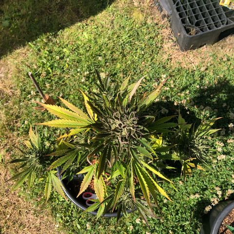 Hulk Berry growlog timeline photo
