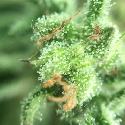 Hulk Berry growlog timeline photo