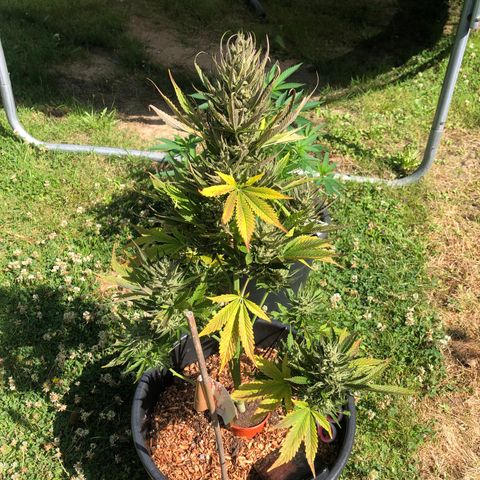 Hulk Berry growlog timeline photo
