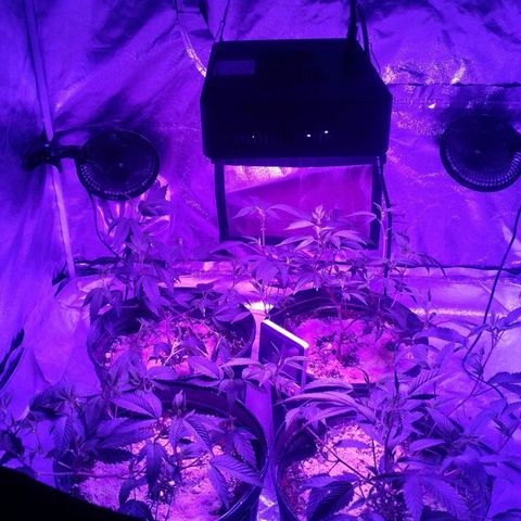 Peanut Butter Breath growlog timeline photo
