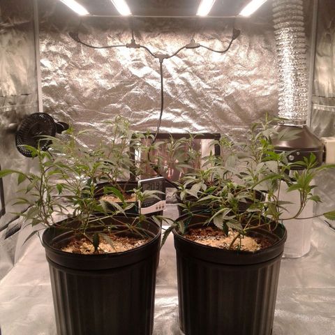 Peanut Butter Breath growlog photo: New light :)
