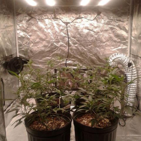 Peanut Butter Breath growlog timeline photo
