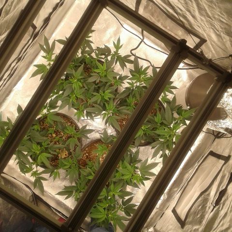 Peanut Butter Breath growlog timeline photo