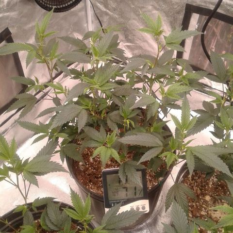 Peanut Butter Breath growlog photo: Candlebra
