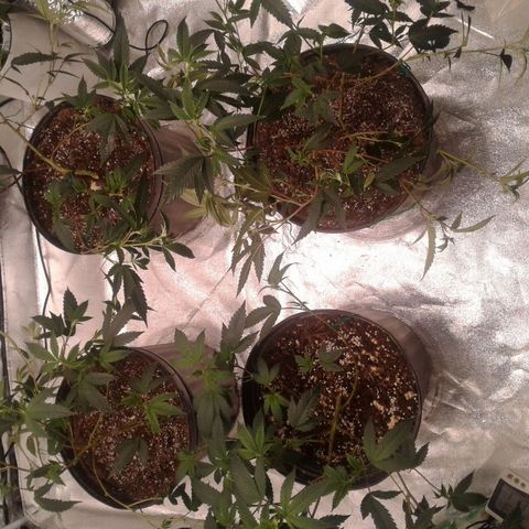 Peanut Butter Breath growlog timeline photo
