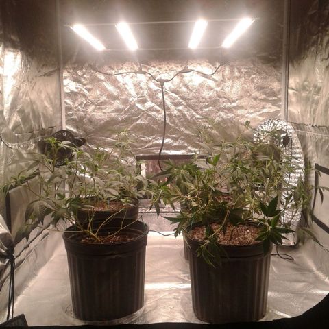 Peanut Butter Breath growlog timeline photo