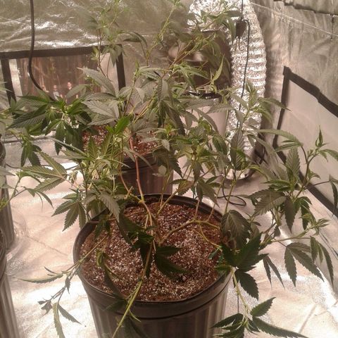 Peanut Butter Breath growlog timeline photo
