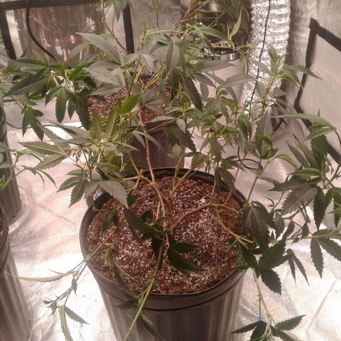 Peanut Butter Breath growlog photo: Candlebra