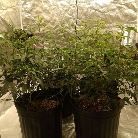 Peanut Butter Breath growlog timeline photo