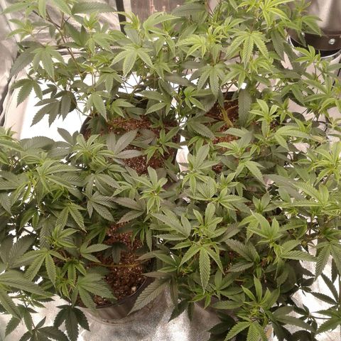 Peanut Butter Breath growlog timeline photo