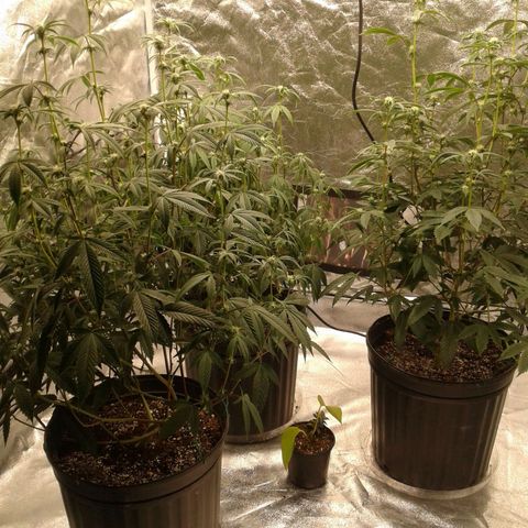 Peanut Butter Breath growlog timeline photo