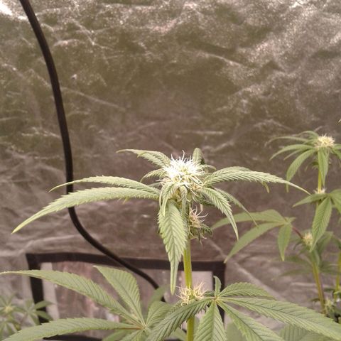 Peanut Butter Breath growlog timeline photo