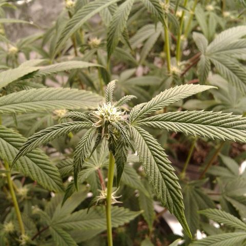 Peanut Butter Breath growlog timeline photo