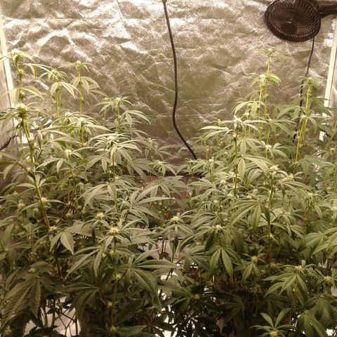 Peanut Butter Breath growlog timeline photo