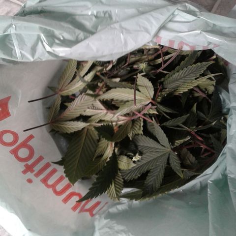 Peanut Butter Breath growlog timeline photo