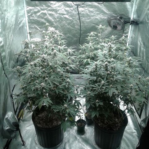 Peanut Butter Breath growlog timeline photo