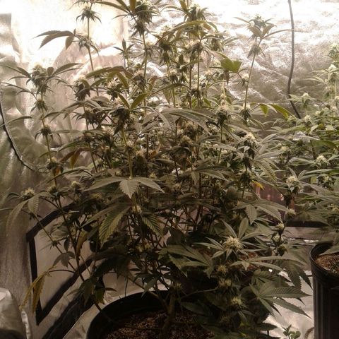 Peanut Butter Breath growlog timeline photo