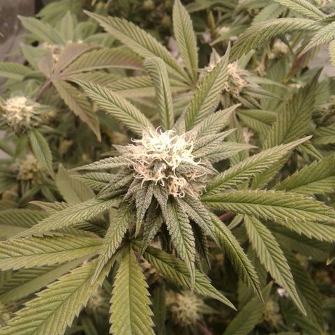 Peanut Butter Breath growlog timeline photo
