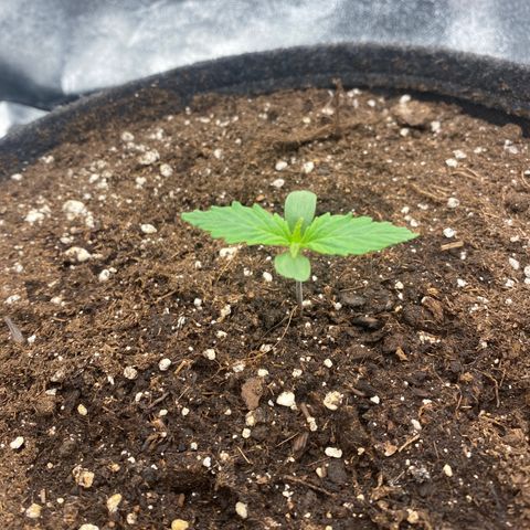 HubbaBubbaHaze growlog timeline photo