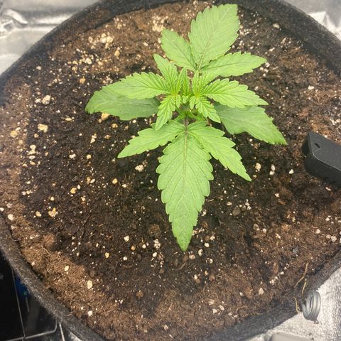 HubbaBubbaHaze growlog timeline photo