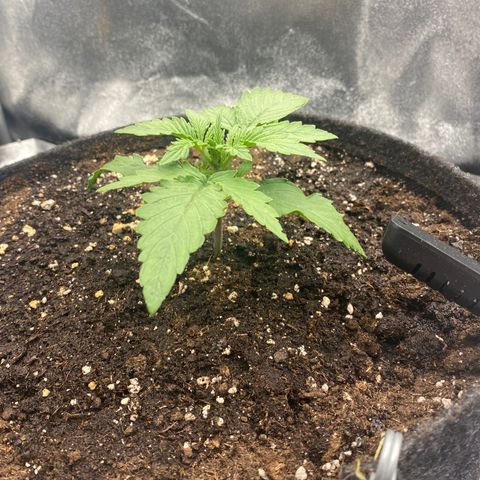HubbaBubbaHaze growlog timeline photo