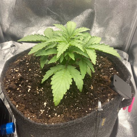 HubbaBubbaHaze growlog photo: 2x Biotab slow release nutrient blocks