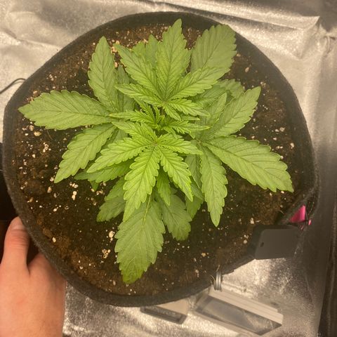 HubbaBubbaHaze growlog photo: 2x Biotab slow release nutrient blocks