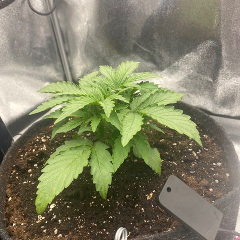 HubbaBubbaHaze growlog photo: 2x Biotab slow release nutrient blocks