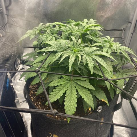 HubbaBubbaHaze growlog timeline photo