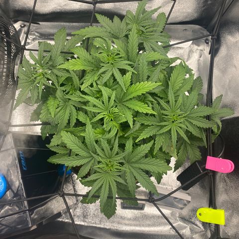 HubbaBubbaHaze growlog timeline photo