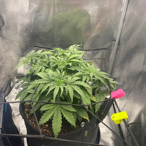 HubbaBubbaHaze growlog timeline photo