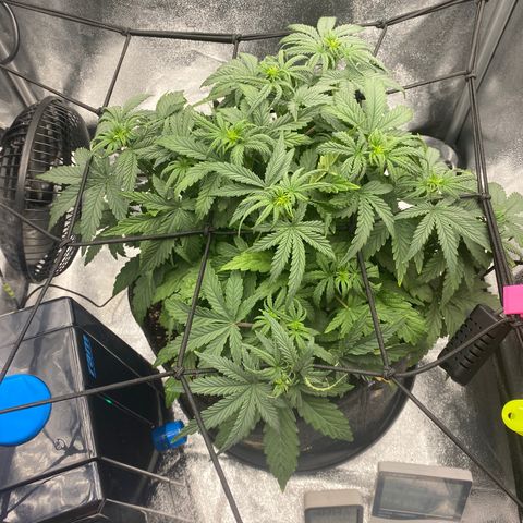 HubbaBubbaHaze growlog timeline photo