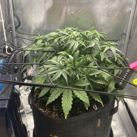 HubbaBubbaHaze growlog timeline photo