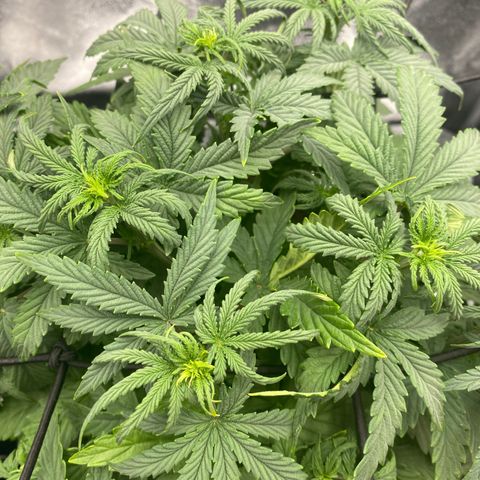 HubbaBubbaHaze growlog timeline photo
