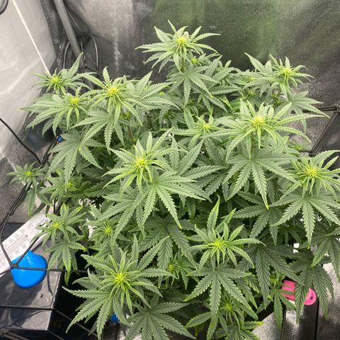 HubbaBubbaHaze growlog photo: 1.5ml CalMag 
