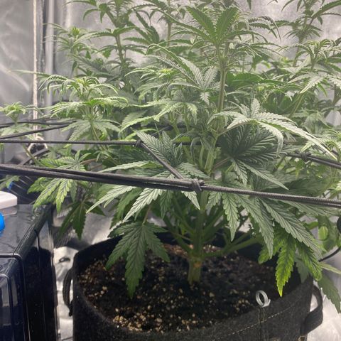 HubbaBubbaHaze growlog photo: 1.5ml CalMag 