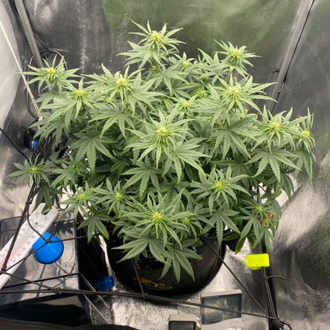 HubbaBubbaHaze growlog timeline photo
