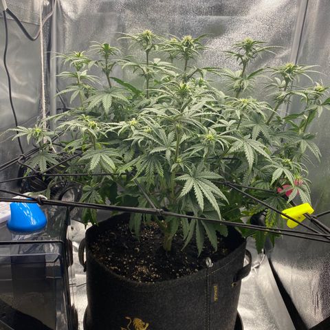 HubbaBubbaHaze growlog timeline photo