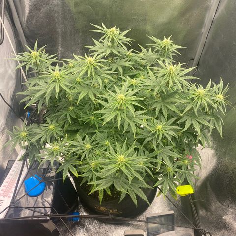 HubbaBubbaHaze growlog timeline photo