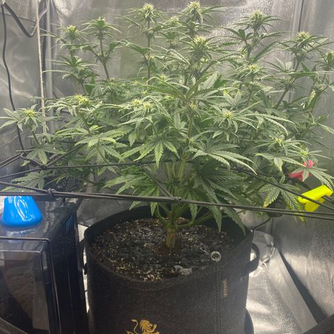 HubbaBubbaHaze growlog timeline photo