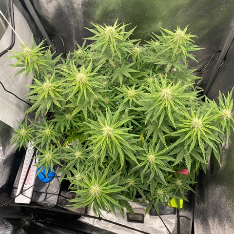 HubbaBubbaHaze growlog timeline photo