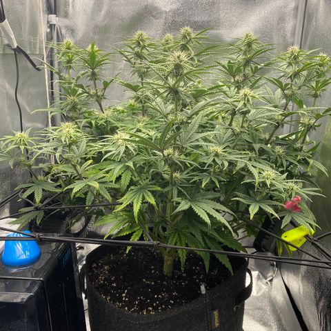 HubbaBubbaHaze growlog timeline photo