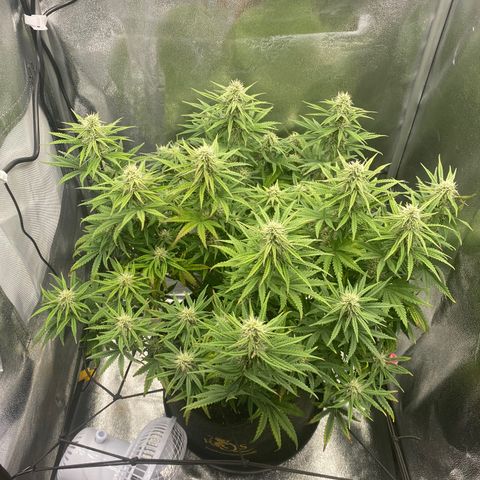 HubbaBubbaHaze growlog timeline photo