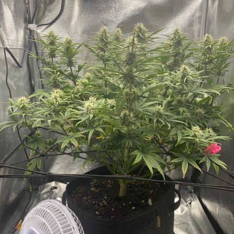 HubbaBubbaHaze growlog timeline photo