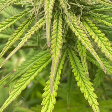 HubbaBubbaHaze growlog timeline photo