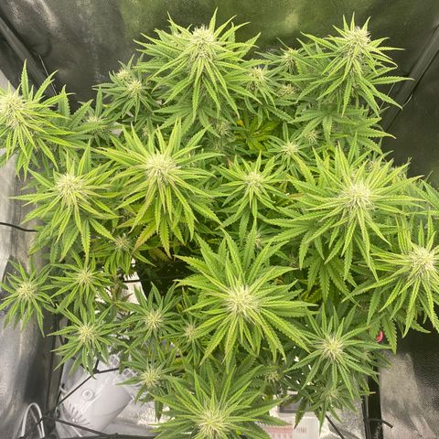 HubbaBubbaHaze growlog timeline photo