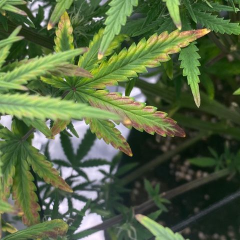 HubbaBubbaHaze growlog timeline photo